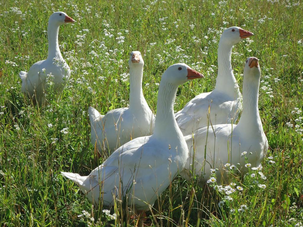 Agriturismo Al Gelso Risano Zewnętrze zdjęcie
